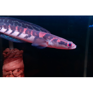 Змееголов императорский (Channa marulioides) — пресноводная лучепёрая рыба из семейства Змееголовые. Название получила из-за того, что голова визуально напоминает змеиную.