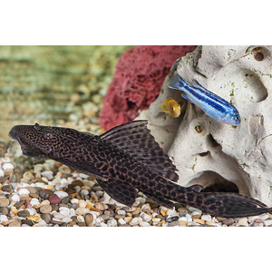 Hypostomus plecostomus — вид лучепёрых рыб из семейства кольчужных сомов, обыкновенный сомик-нижнерот. Первое научное описание было сделано Карлом Линнеем в 1758 году.