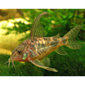 Коридорас крапчатый (Corydoras paleatus) — пресноводная рыбка из семейства панцирных сомов. Также известна как крапчатый сомик, мраморный сомик, соломенный панцирник, пятнистый сомик, простой сомик.