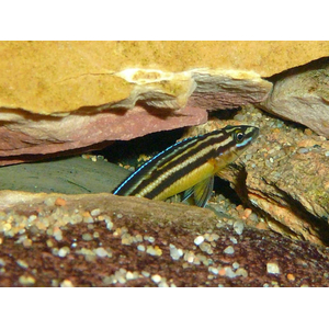 Юлидохромис «Кипили» (Julidochromis regani var. «Kipili») — одна из локальных популяций юлидохромиса регана, эндемик озера Танганьика в Африке.