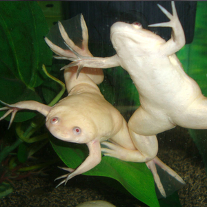 Xenopus laevis — вид южноафриканской водной лягушки рода шпорцевые лягушки. Также известна как гладкая шпорцевая лягушка или (по-местному) платанна.