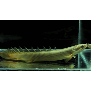 Полиптерус сенегальский (Polypterus senegalus) — вид пресноводных лучепёрых рыб из семейства многопёровых. Относится к двоякодышащим рыбам: плавательный пузырь разделён на две части, одна из которых выполняет функцию лёгкого, позволяя использовать для дыхания атмосферный кислород.