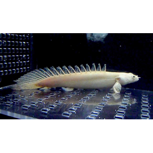 Polypterus senegalus albino — альбиносная форма полиптеруса сенегальского (Polypterus senegalus). Это вид пресноводных лучепёрых рыб из семейства многопёровых.
