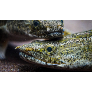 Polypterus endlicheri — пресноводная лучепёрая рыба из семейства Многоперовые. Второе название — тигровый полиптерус — за характерные тёмные полосы поперёк тела.