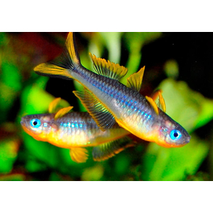 Pseudomugil furcatus — вид рыбки, известный как попондетта фурката (вильчатохвостая синеглазка). Это небольшая стайная рыбка из семейства Псевдомугиловые.