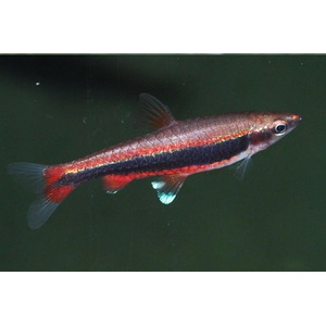 Нанностомус Бекфорда красный (Nannostomus beckfordi red) — стайная активная аквариумная рыбка из семейства Lebiasinidae (Лебиасиновые). Названа в честь британского натуралиста Бекфорда, который поймал первых представителей и предоставил их для изучения в Британский музей.