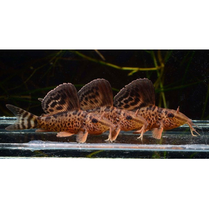 Brochis splendens — вид лучепёрых рыб из семейства панцирных сомов, известный также под названиями: зелёный сомик, зелёный брохис, изумрудный сомик. Некоторые систематики относят этот вид к сестринскому роду коридорасов (лат. Corydoras splendens).