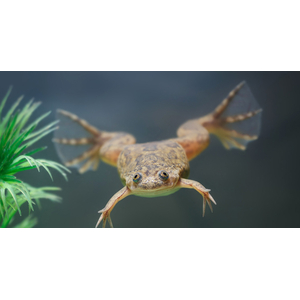 Xenopus laevis — вид южноафриканской водной лягушки рода шпорцевые лягушки. Также известна как гладкая шпорцевая лягушка или (по-местному) платанна.