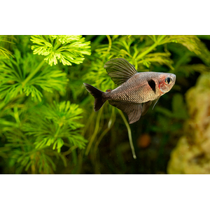 Тетра-фантом (чёрный орнатус, научное наименование — Hyphessobrycon megalopterus) — вид тропических пресноводных лучепёрых рыб из семейства харациновых.