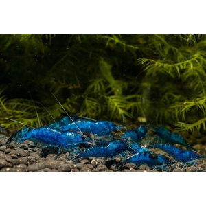 Blue Diamond — селекционная форма широко известной креветки Neocaridina heteropoda. В природе не встречается.

Отличительная особенность:

Насыщенный синий окрас тела — отличительная особенность породы. Яркость окраса зависит от качества питания и цвета субстрата — чем грунт темнее, тем ярче окрас.