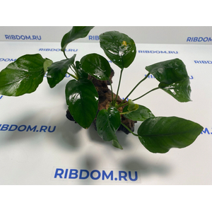 Растение на коряге АНУБИАС БАРТЕРА (коряга 15-20см)