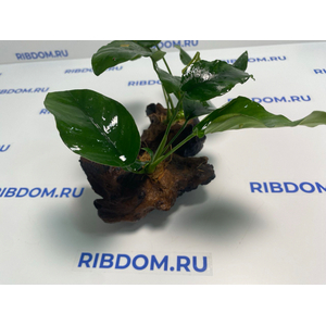 Растение на коряге АНУБИАС БАРТЕРА (коряга 15-20см)
