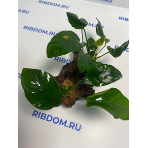 Растение на коряге АНУБИАС БАРТЕРА (коряга 15-20см)