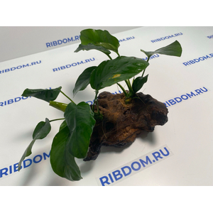 Растение на коряге АНУБИАС БАРТЕРА (коряга 15-20см)