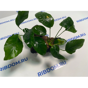 Растение на коряге АНУБИАС БАРТЕРА (коряга 15-20см)