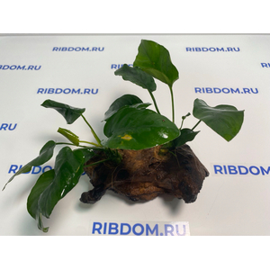 Растение на коряге АНУБИАС БАРТЕРА (коряга 15-20см)