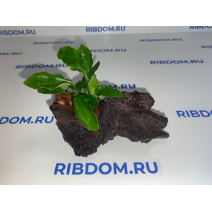 Растение на коряге АНУБИАС НАНА ЛОНГ ВЕЙВ