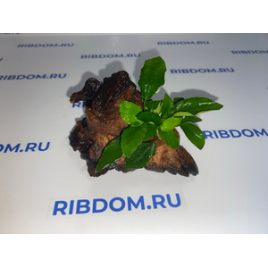 Растение на коряге АНУБИАС НАНА ЛОНГ ВЕЙВ