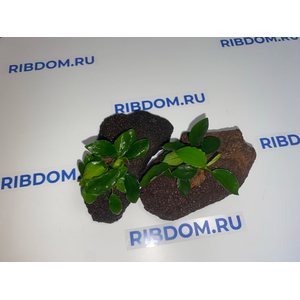 Растение на лаве АНУБИАС ЛОНГ ВЕЙВ