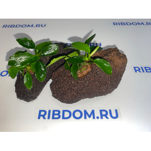 Растение на лаве АНУБИАС ЛОНГ ВЕЙВ