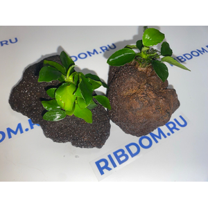 Растение на лаве АНУБИАС ЛОНГ ВЕЙВ