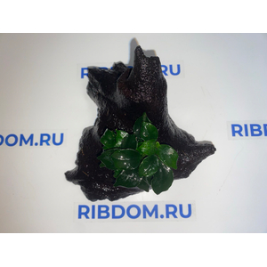 Растение на коряге ( L ) АНУБИАС НАНА ТЕМНЫЙ АНГЕЛ