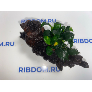 Растение на коряге ( L ) АНУБИАС НАНА ТЕМНЫЙ АНГЕЛ