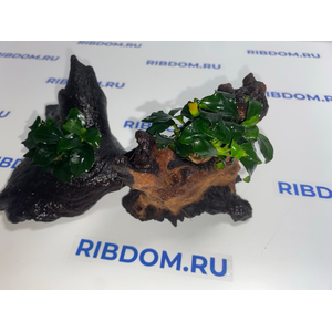 Растение на коряге ( L ) АНУБИАС НАНА ТЕМНЫЙ АНГЕЛ