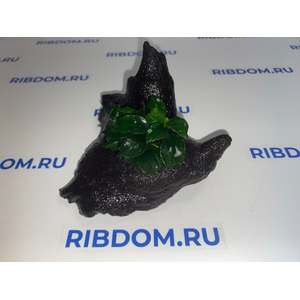 Растение на коряге ( S ) АНУБИАС НАНА ТЕМНЫЙ АНГЕЛ
