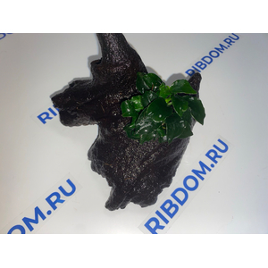 Растение на коряге ( S ) АНУБИАС НАНА ТЕМНЫЙ АНГЕЛ