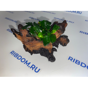 Растение на коряге ( L ) АНУБИАС НАНА ТЕМНЫЙ АНГЕЛ