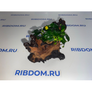 Растение на коряге ( S ) АНУБИАС НАНА ТЕМНЫЙ АНГЕЛ