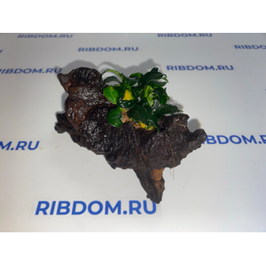 Растение на коряге ( S ) АНУБИАС НАНА ТЕМНЫЙ АНГЕЛ