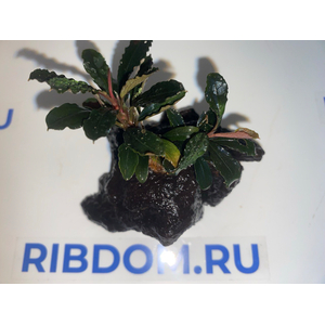 Растение на коряге БУЦЕФАЛАНДРА КРАСНАЯ МИНИ