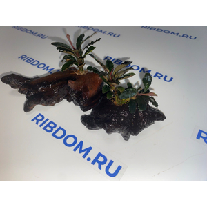 Растение на коряге БУЦЕФАЛАНДРА КРАСНАЯ МИНИ