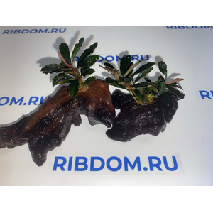Растение на коряге БУЦЕФАЛАНДРА КРАСНАЯ МИНИ