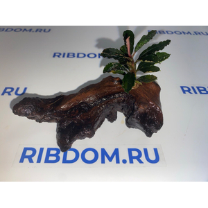 Растение на коряге БУЦЕФАЛАНДРА КРАСНАЯ МИНИРастение на коряге БУЦЕФАЛАНДРА КРАСНАЯ МИНИРастение на коряге БУЦЕФАЛАНДРА КРАСНАЯ МИНИ