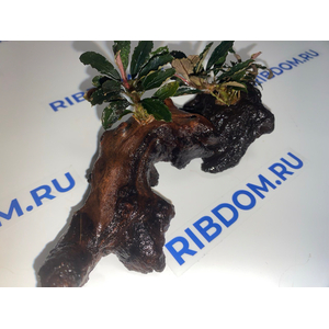 Растение на коряге БУЦЕФАЛАНДРА КРАСНАЯ МИНИ