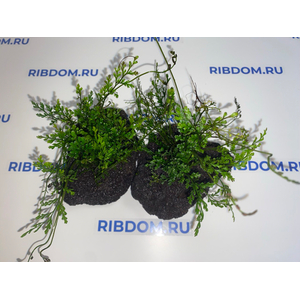 Растение на лаве ПАПОРОТНИК БОЛБИТИС ГЕТЕРОКЛИТА