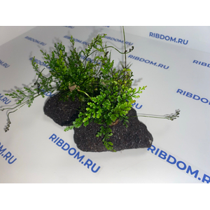 Растение на лаве ПАПОРОТНИК БОЛБИТИС ГЕТЕРОКЛИТА