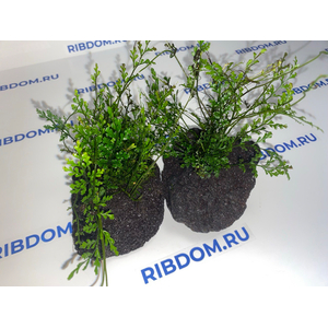 Растение на лаве ПАПОРОТНИК БОЛБИТИС ГЕТЕРОКЛИТА