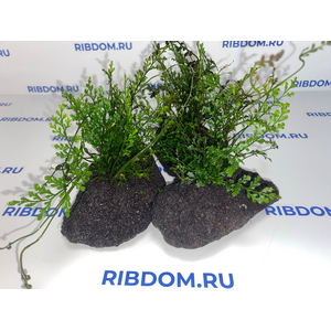 Растение на лаве ПАПОРОТНИК БОЛБИТИС ГЕТЕРОКЛИТА