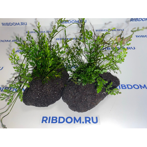 Растение на лаве ПАПОРОТНИК БОЛБИТИС ГЕТЕРОКЛИТА