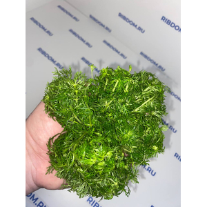 АМБУЛИЯ ВОДНАЯ - Limnophila aquatica