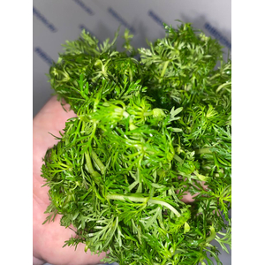 АМБУЛИЯ ВОДНАЯ - Limnophila aquatica