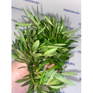 ПОГОСТЕМОН ОКТОПУС - Pogostemon octopus