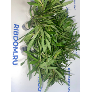 ПОГОСТЕМОН ОКТОПУС - Pogostemon octopus