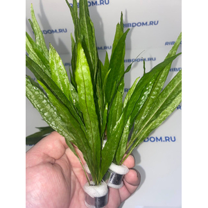 ПАПОРОТНИК ТАИЛАНДСКИЙ - Microsorum pteropus