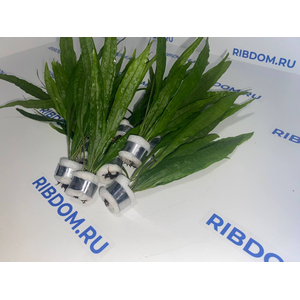 ПАПОРОТНИК ТАИЛАНДСКИЙ - Microsorum pteropus