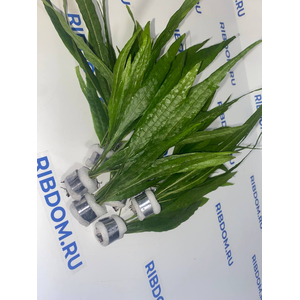 ПАПОРОТНИК ТАИЛАНДСКИЙ - Microsorum pteropus